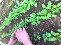 青空野菜